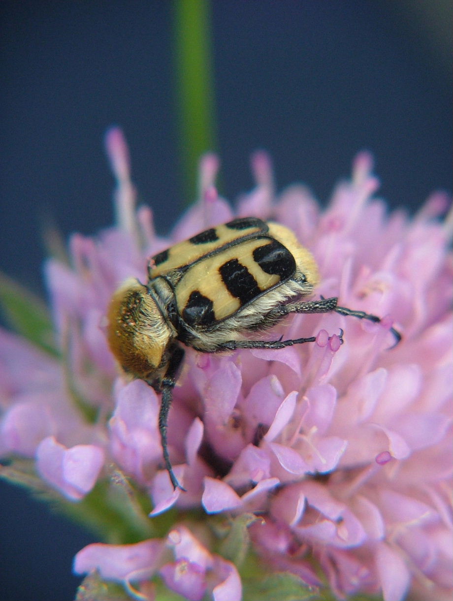 Trichius fasciatus ???